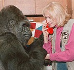 Koko the gorilla